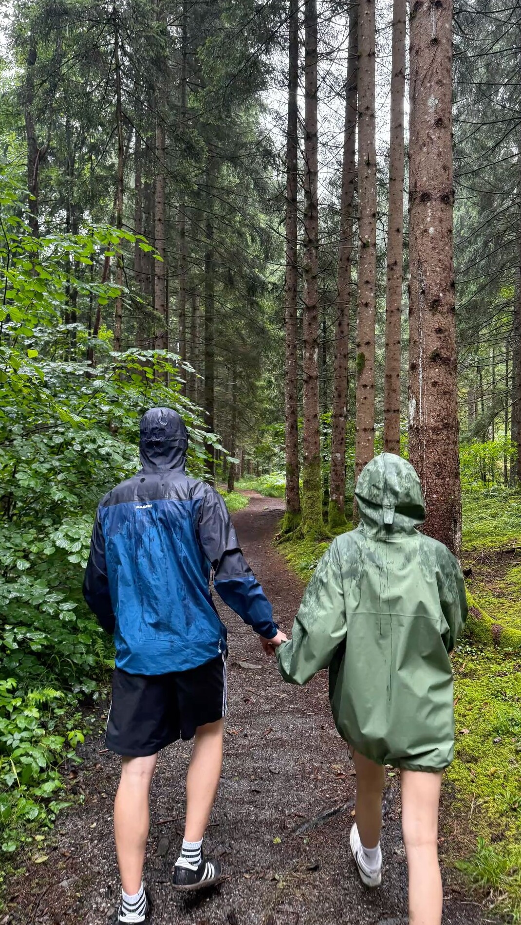 aesthetic mood booster: Whispers of Fate Beneath Rain-Stained Pines 💫 🕊️ 743