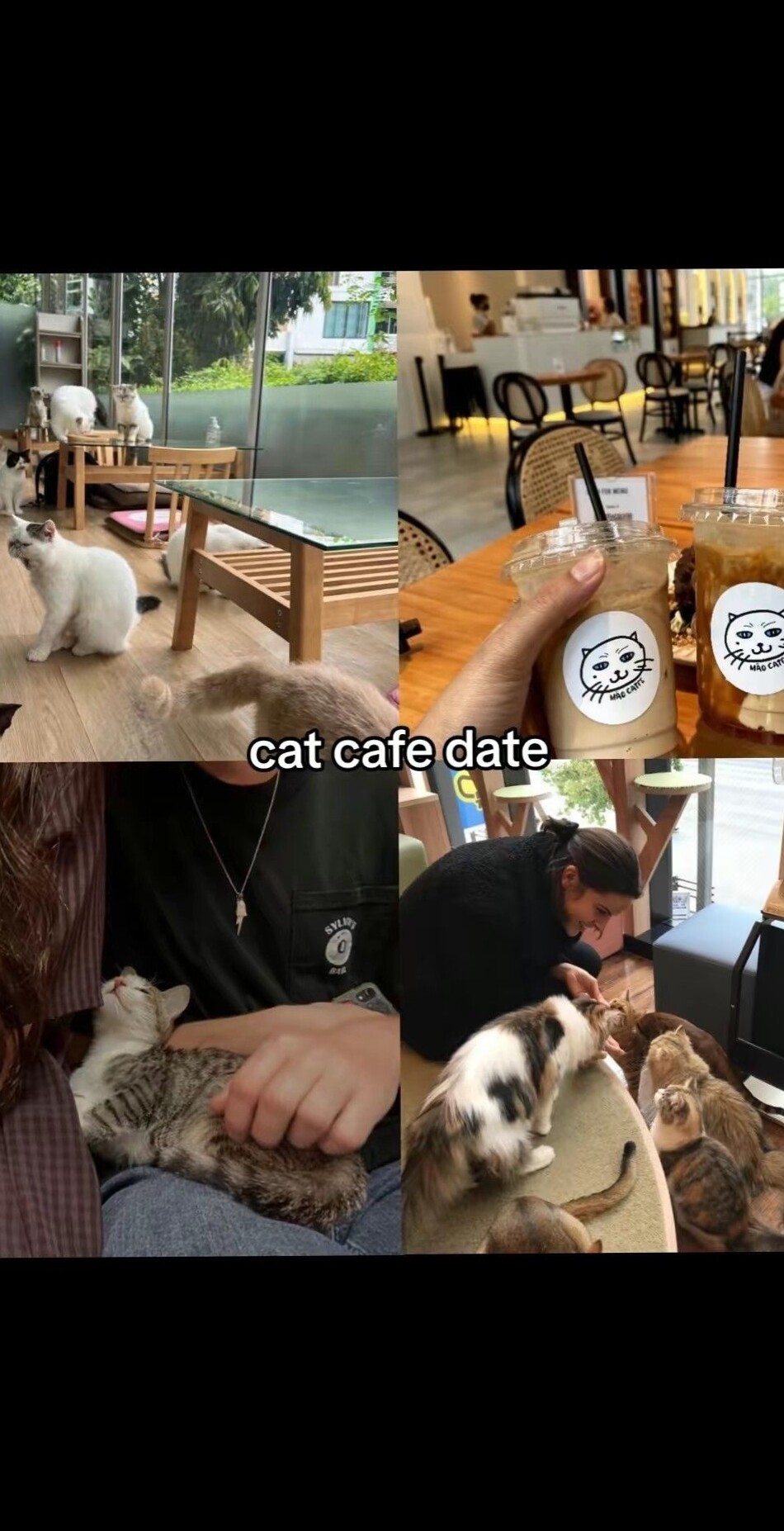 Whiskers and Whispers: A Feline-Infused Evening of Soulful Connection — love lan 696