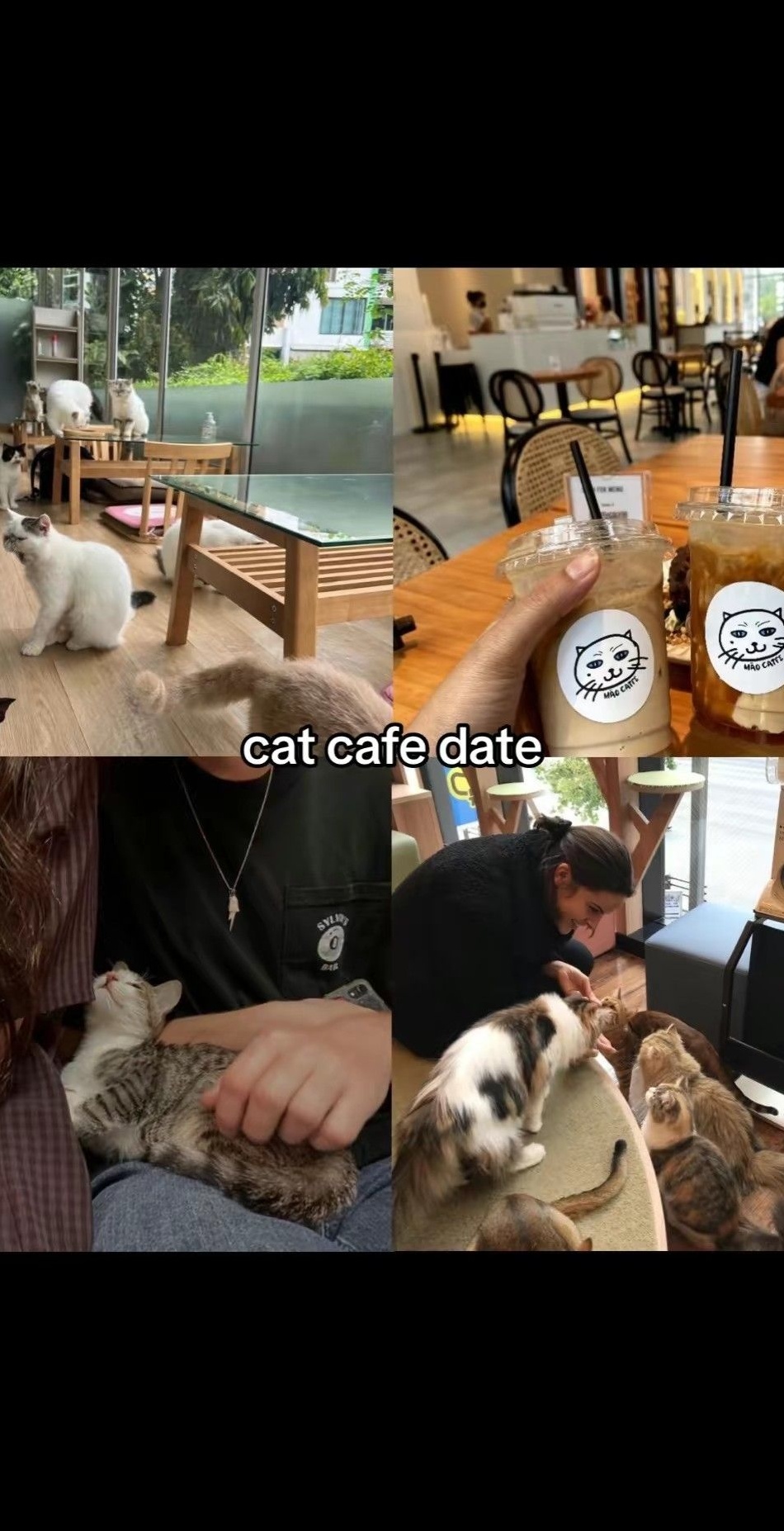 Whispering Paws: A Feline-Enhanced Evening of Quiet Connection — 🌱 📝 203